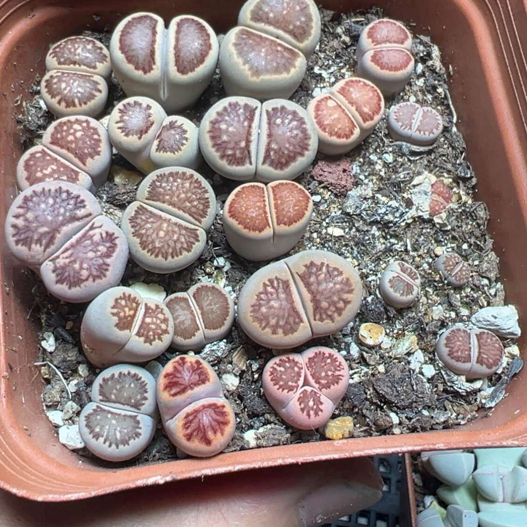 【闪购商品】 638。