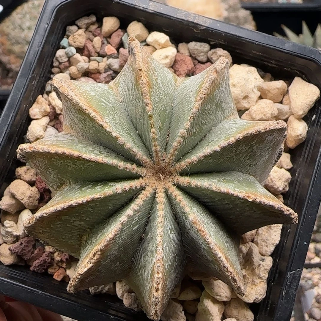 辛顿花龙仙人球 111111111111111