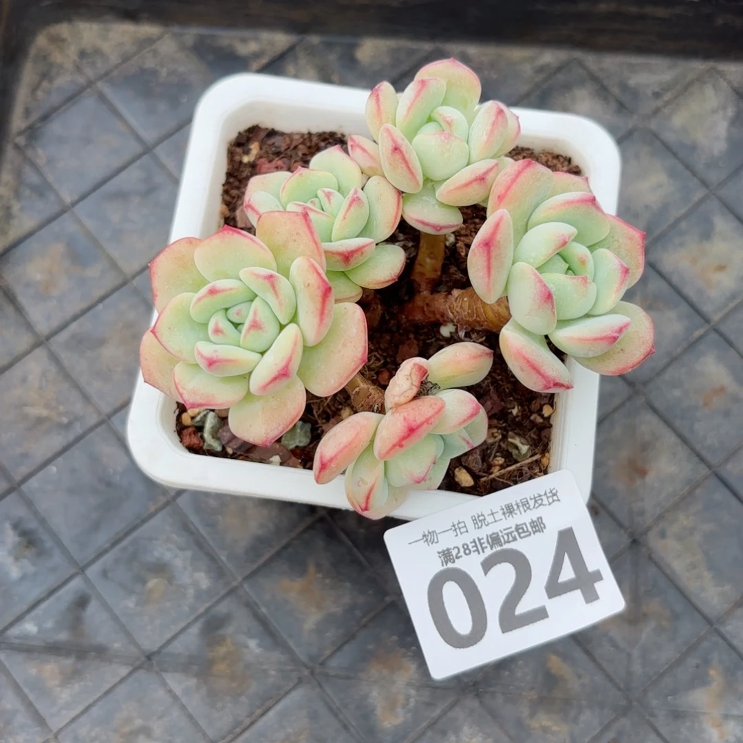香草老桩无盆土发货