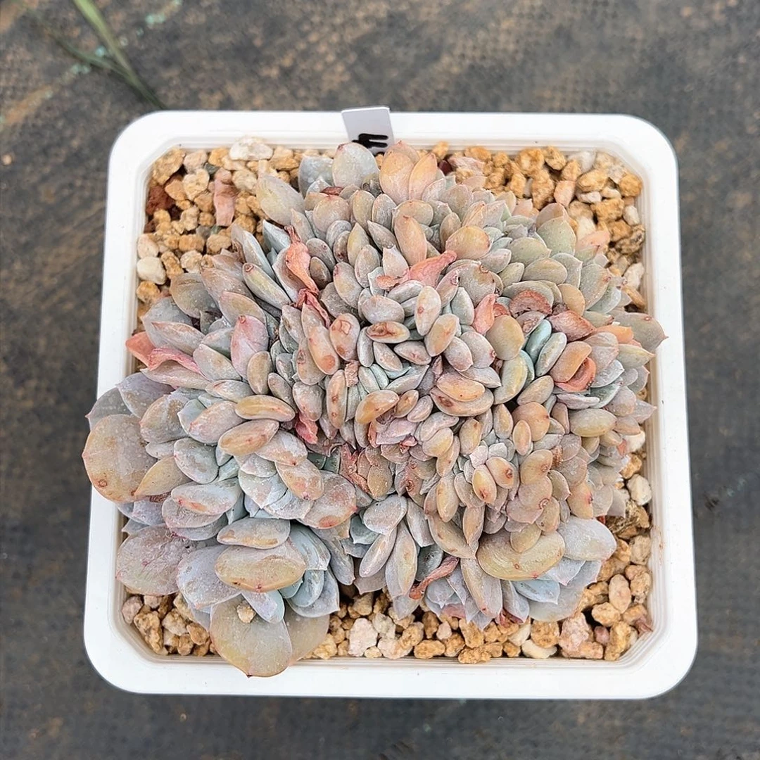 大怪兽专拍白茶缀化