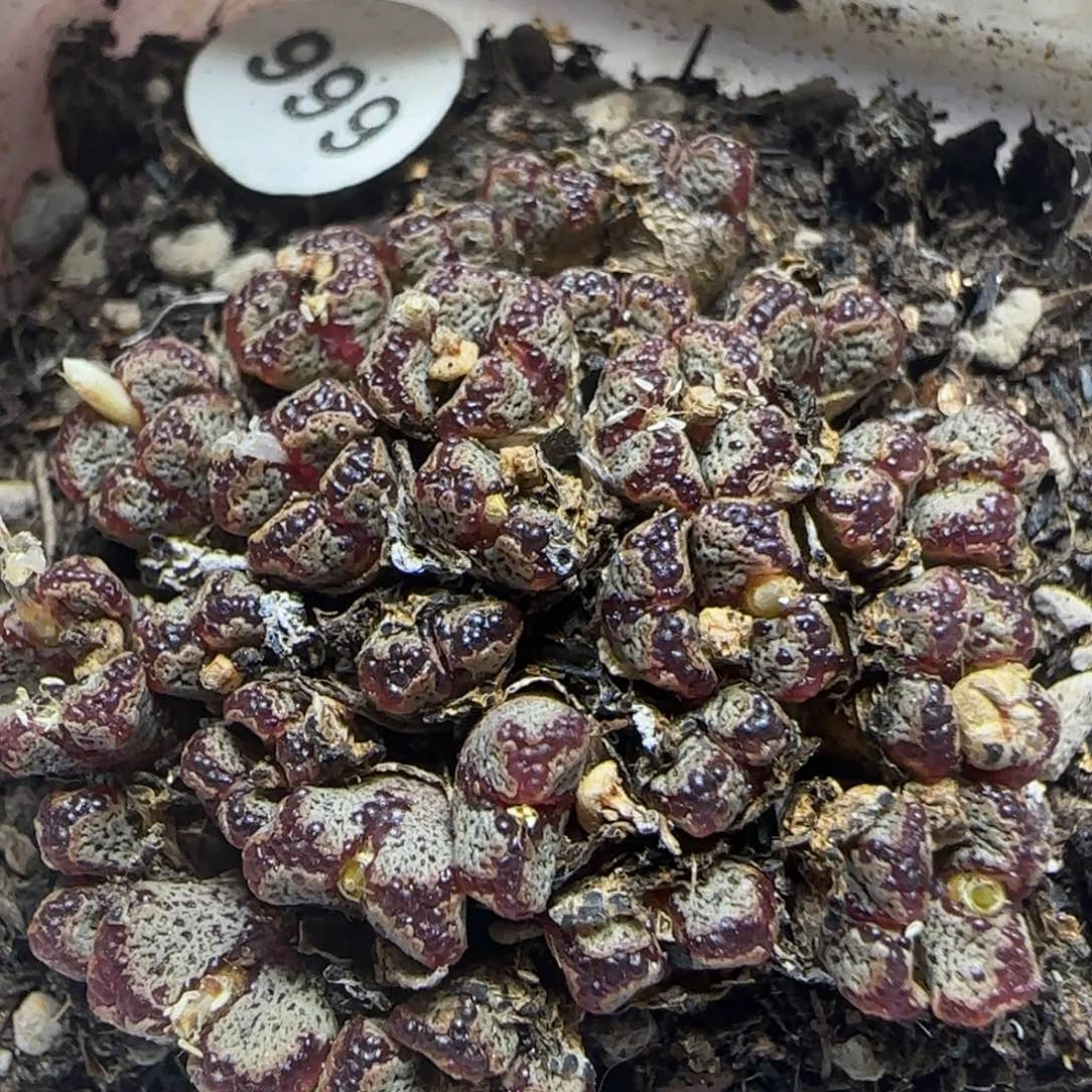 36头漂亮多肉植物666