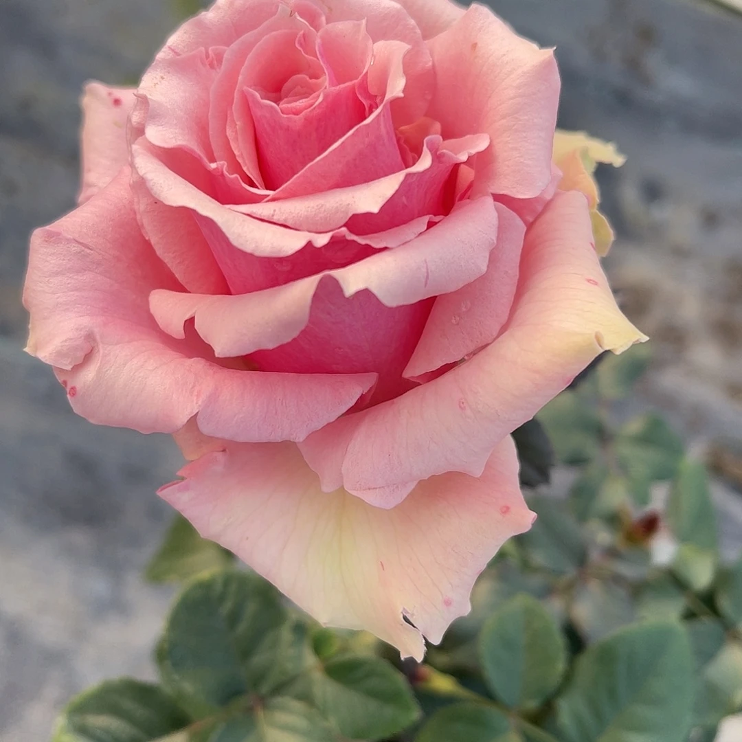 无花朵———杰拉尔丁 福利