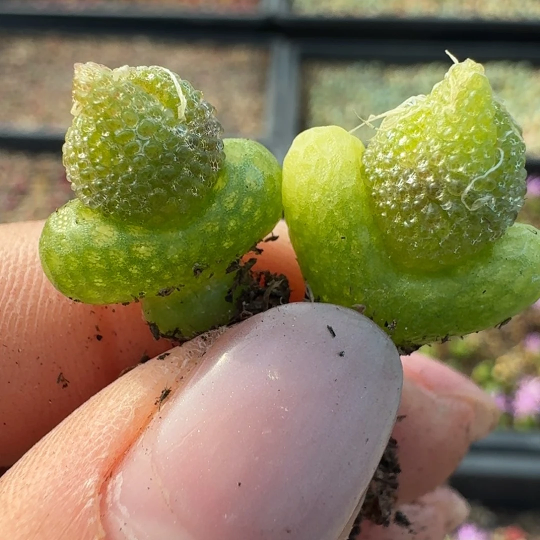 801两颗妖奇玉00000000000