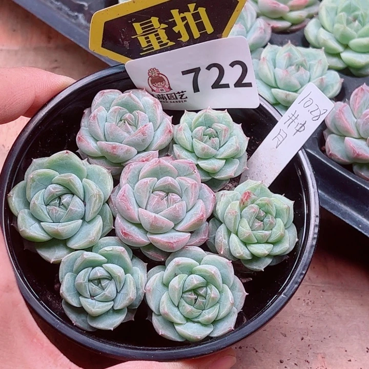 多肉植物多肉植物