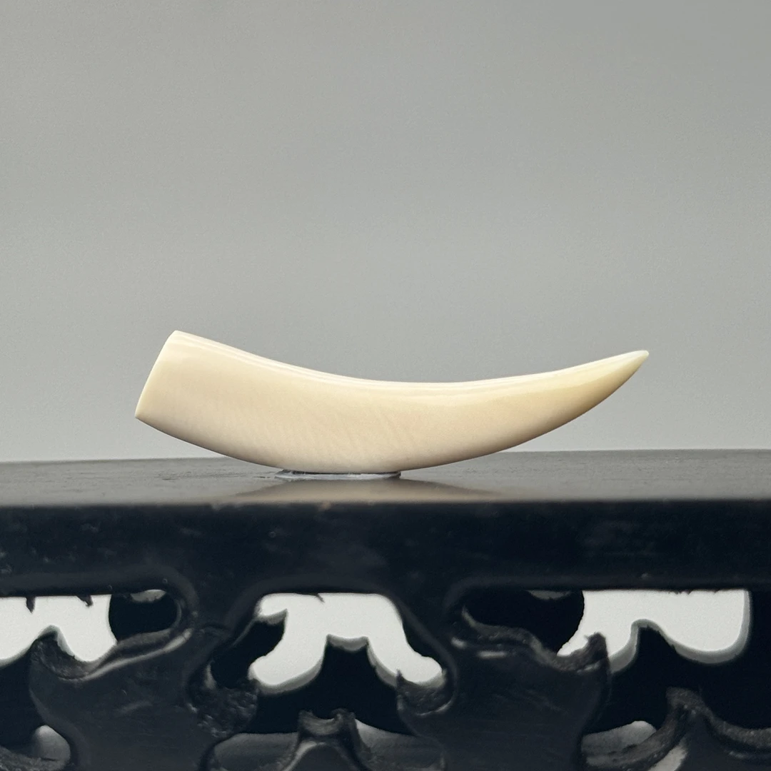 1.3g纯肉牙尖37*7*5mm天然猛犸牙默认打孔绑绳P235