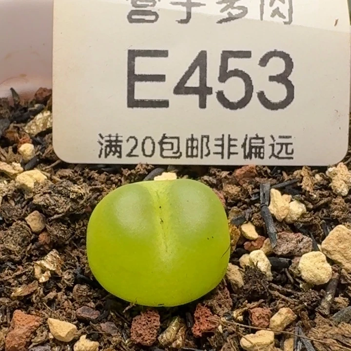 拉登1.3带盆土