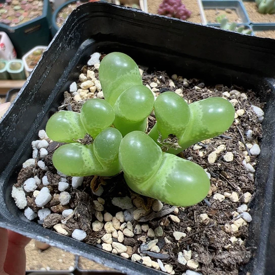 【闪购商品】278 泡泡风铃