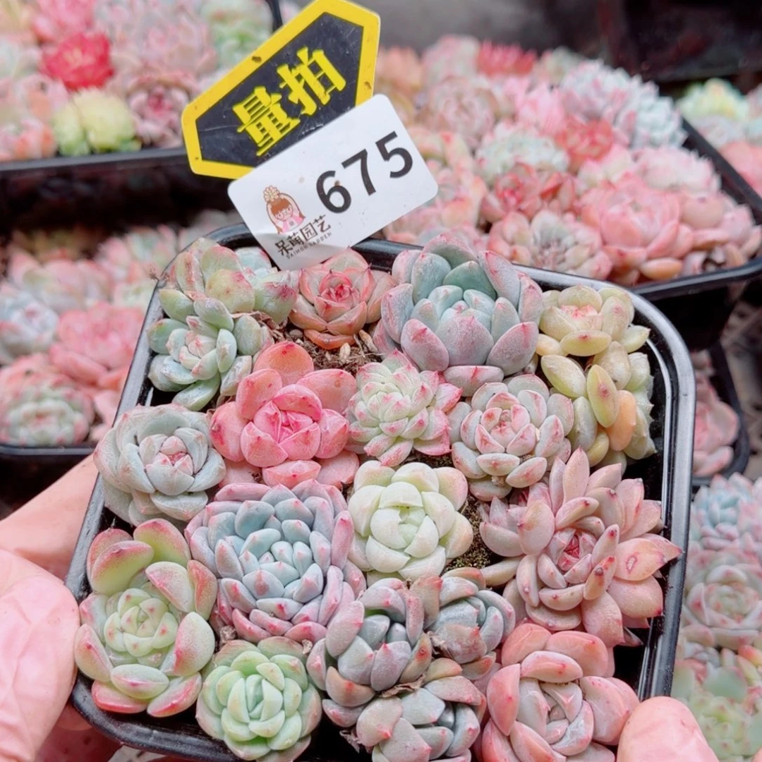 多肉植物多肉植物