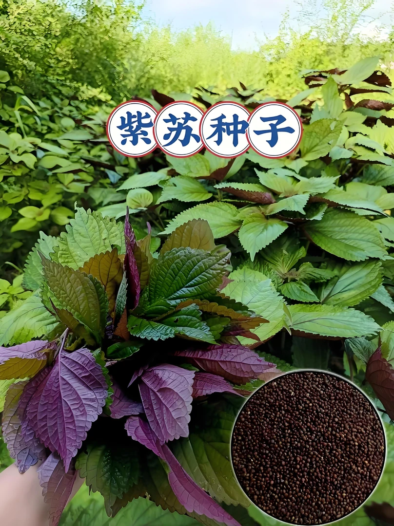 紫苏种子阳台庭院盆栽香味浓郁蔬菜种子