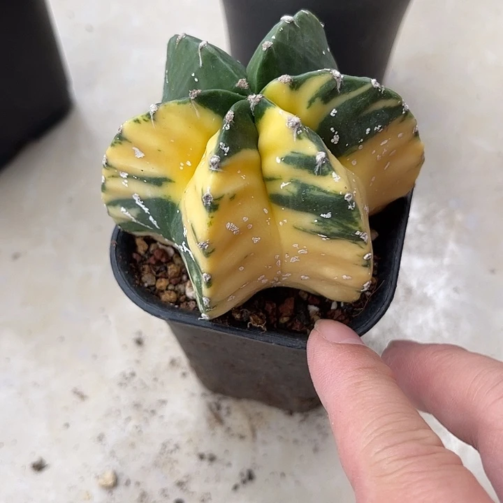 无花朵龟甲鸾凤玉锦一物一拍