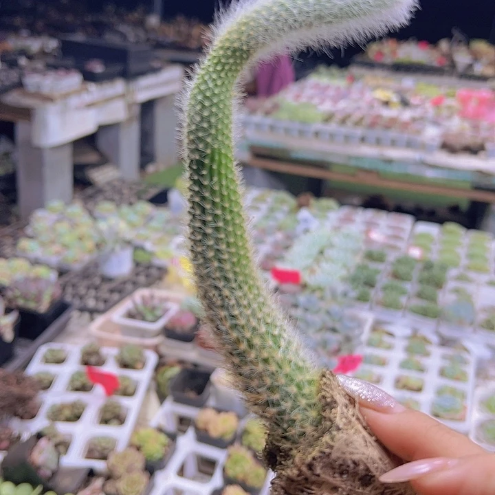 长九尾9根19包邮多肉植物