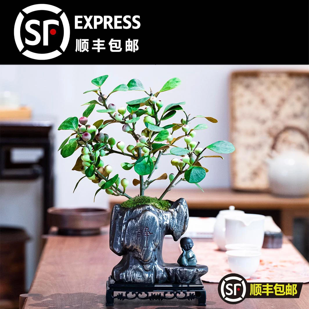 【小盼菩提】满树带果好养菩提树植物中式禅意办公室好养造景盆栽花