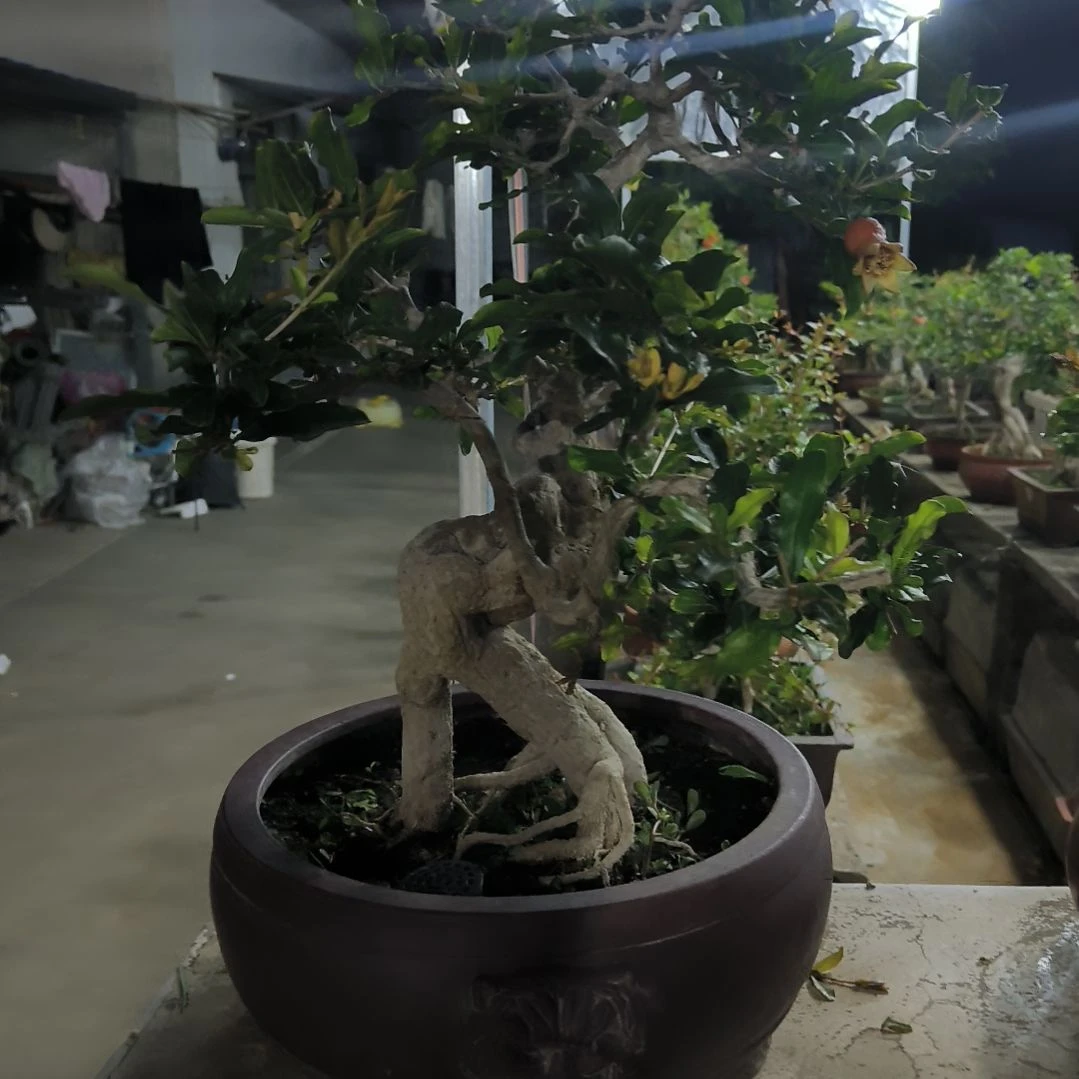 吃****～石榴盆栽，南北方种植