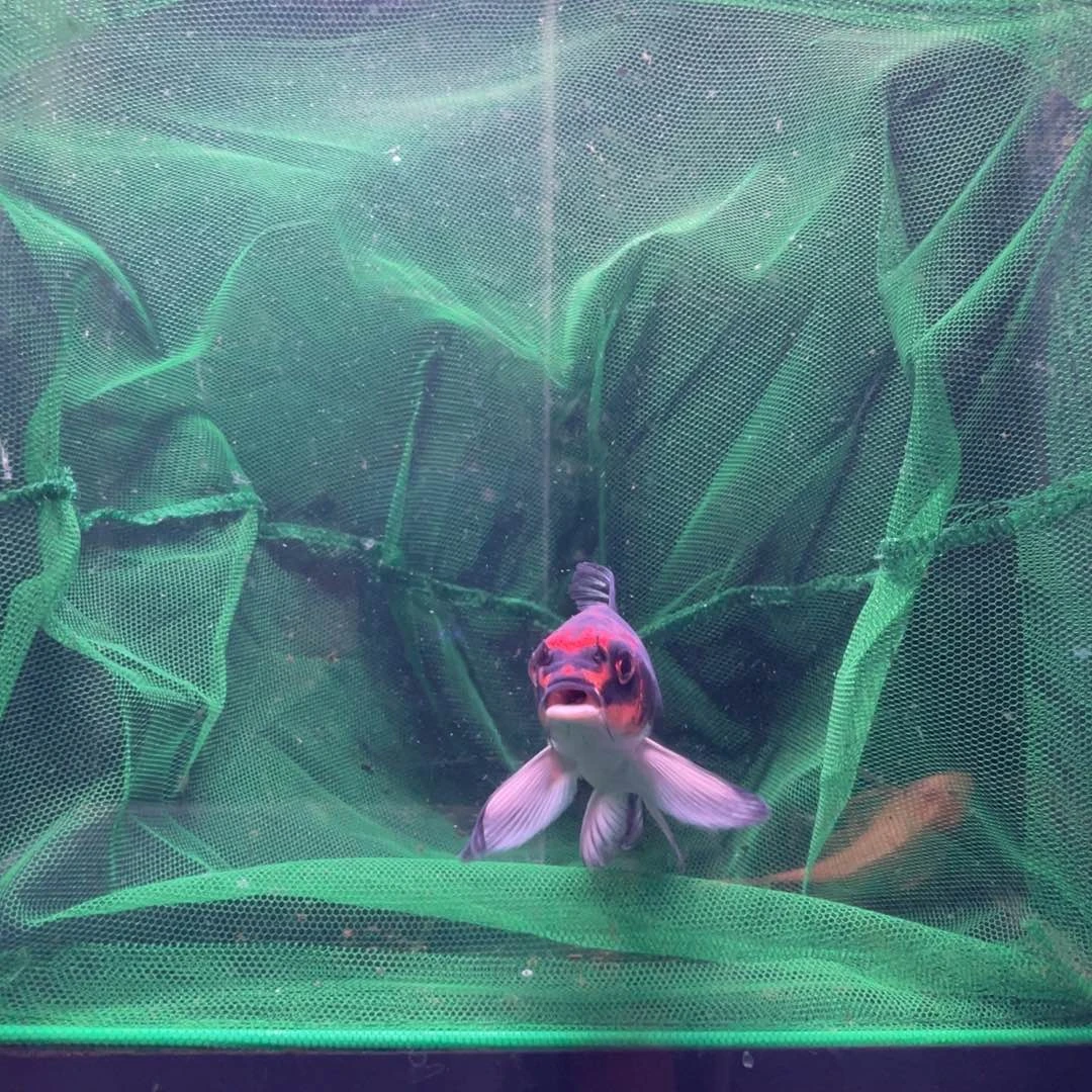 海水鱼用****112号红猫