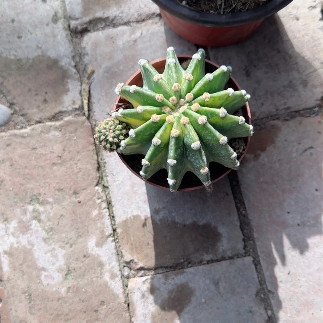 一*世界图小号单头多肉植物