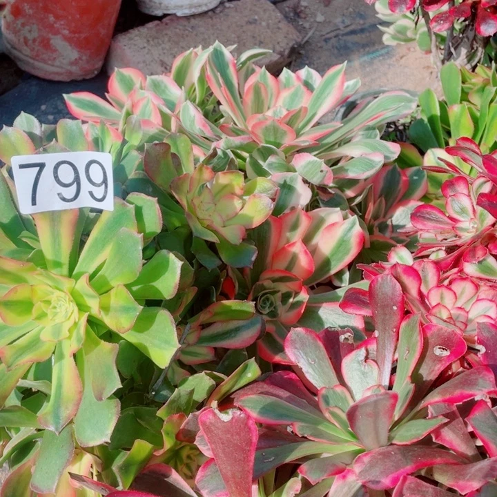 多肉植物组合799