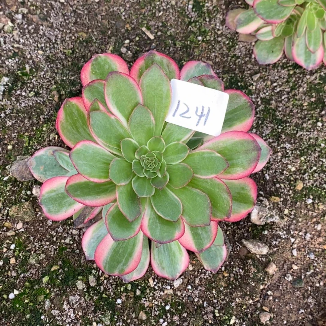 1241黑魔锦多肉植物