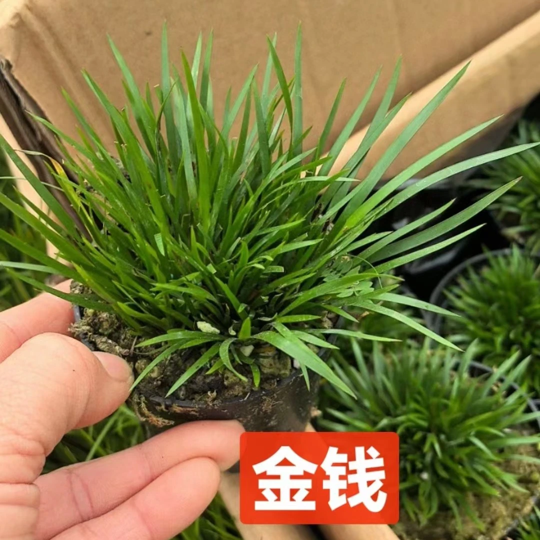 白名单-菖蒲（一物一拍，即见即所得）