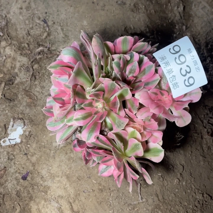 9939女巫的人多肉的人