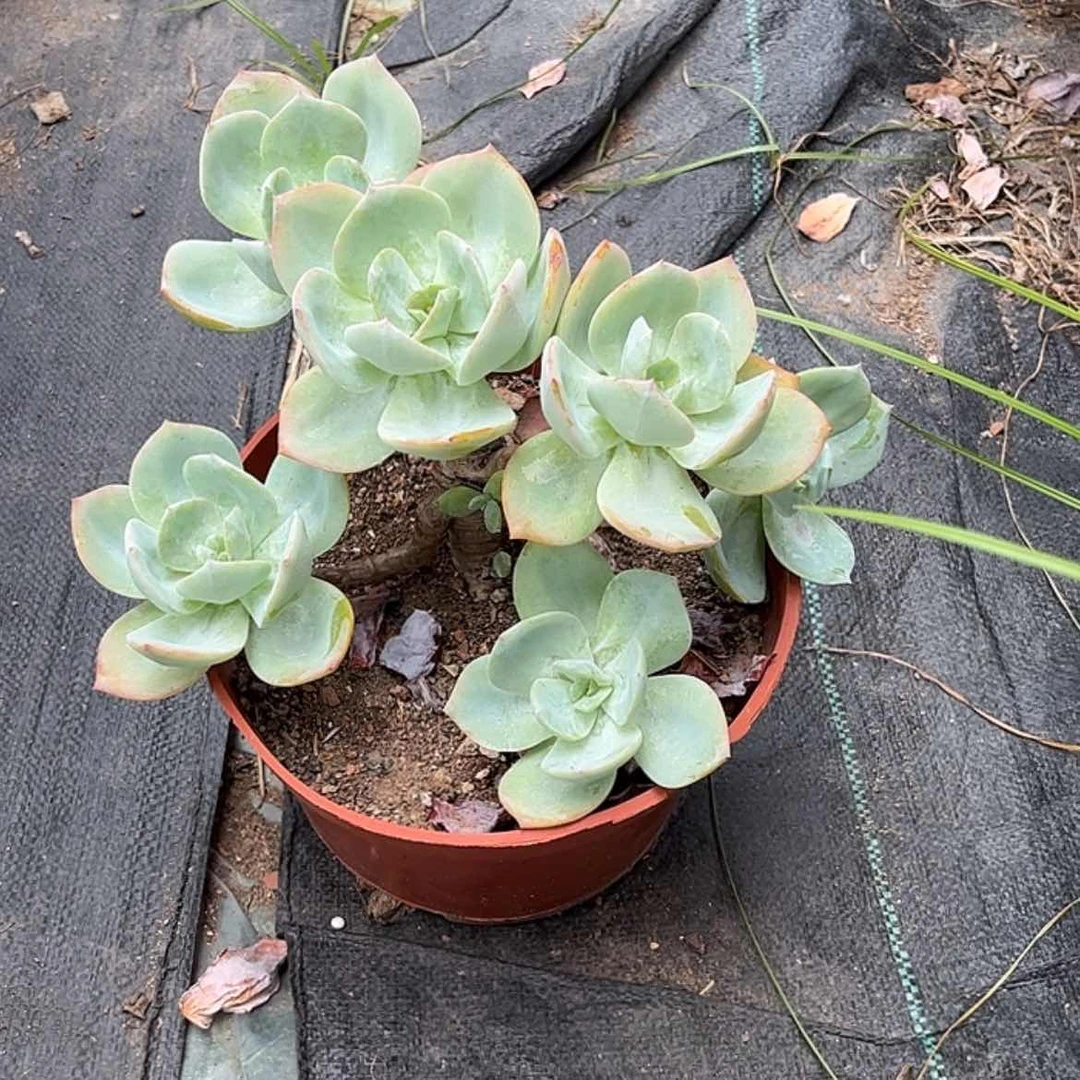 【闪购商品】无花朵用****8