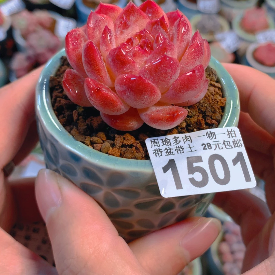 5厘米盆精控多肉1501
