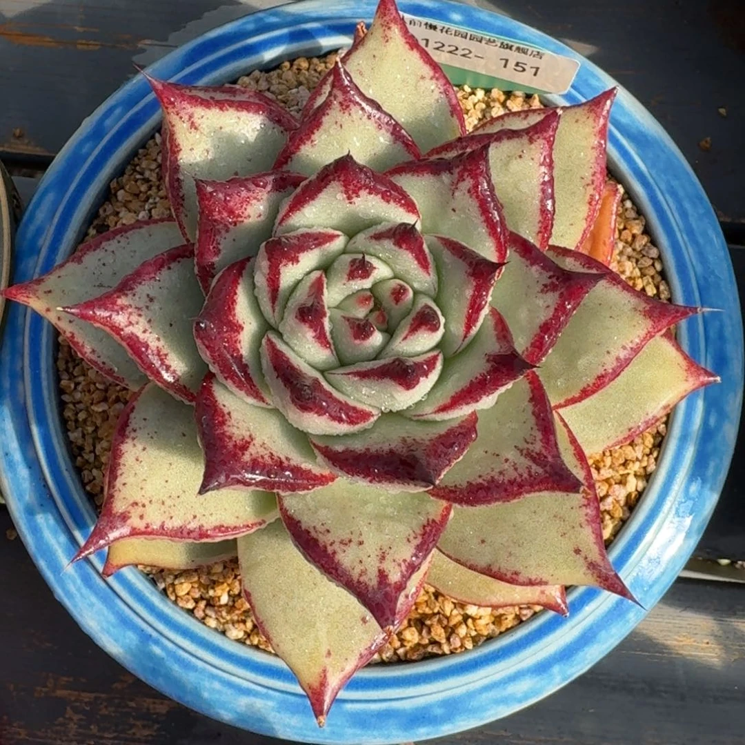 从前慢多肉精选编号1222.151