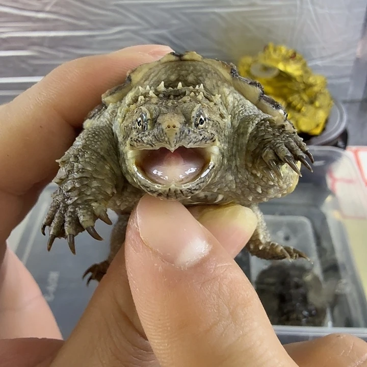 小鳄龟不分公母顶级头版，大粗刺，小亚成白佛