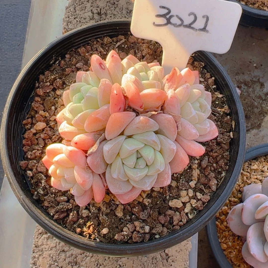 冷***颜五头冰玉3021号一物一拍