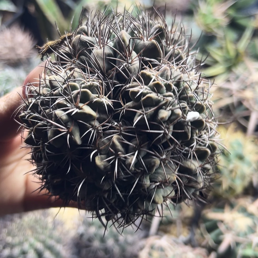 素装有根仙人球6666666