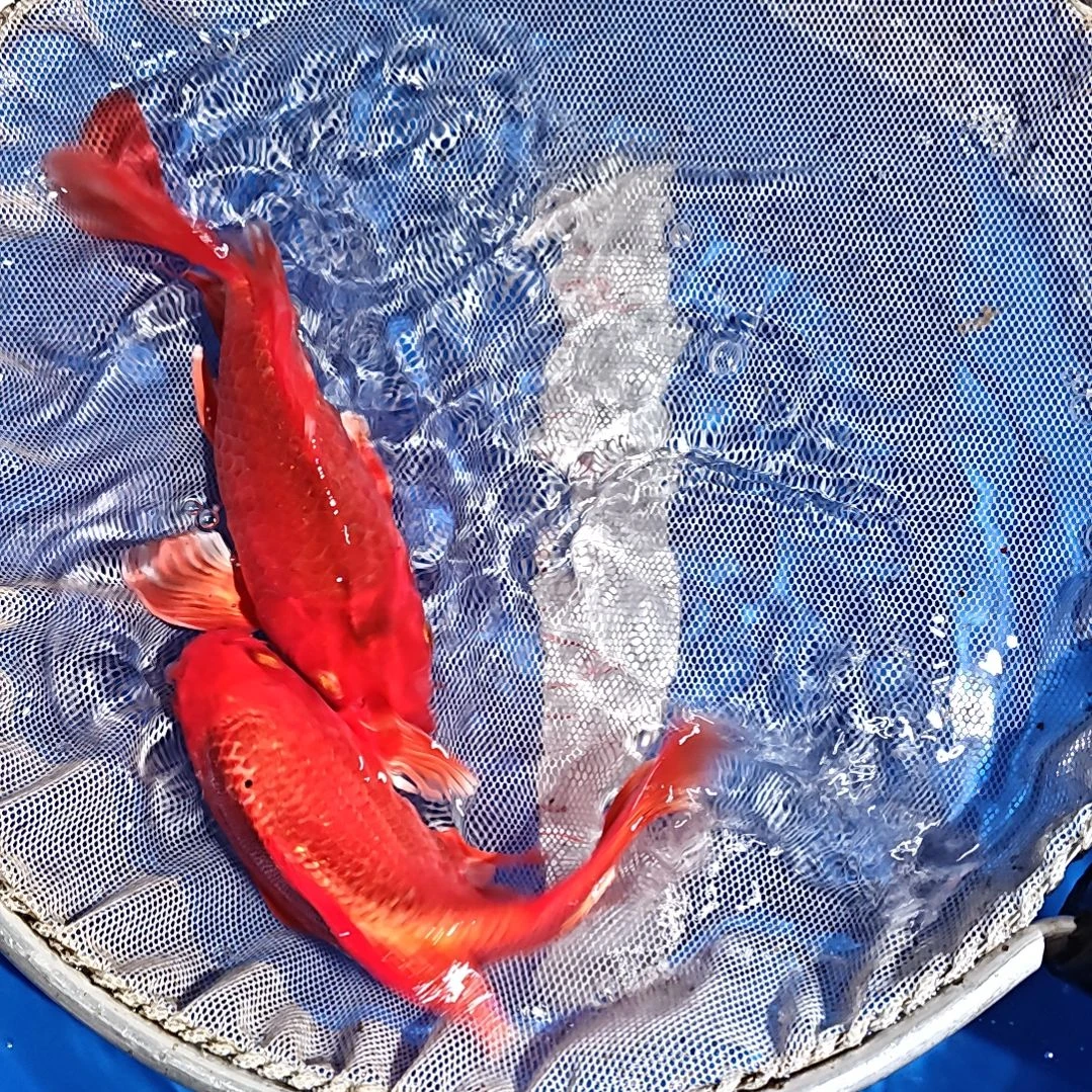 中国大陆冷水观赏鱼蝴蝶鲤