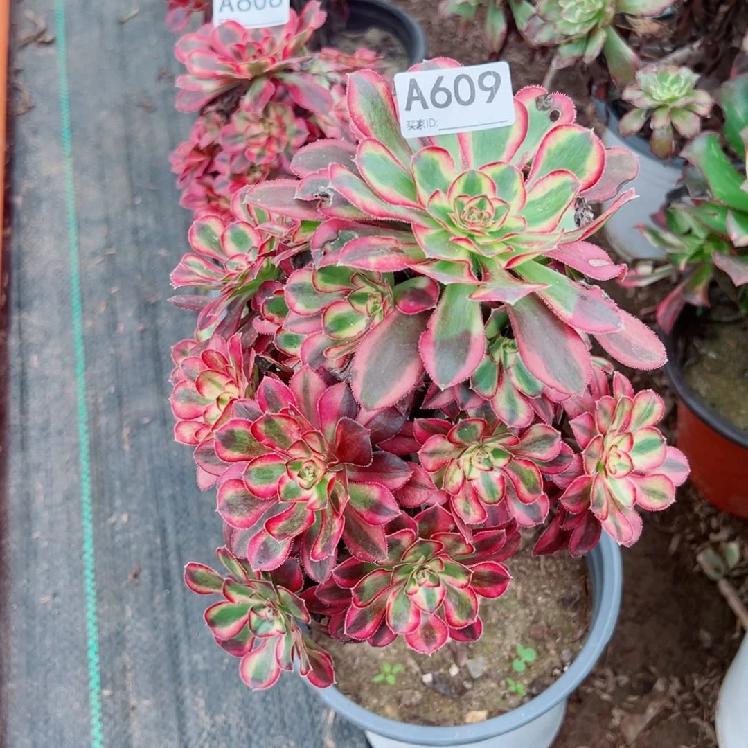 菇***赞609冰激凌多肉植物法师
