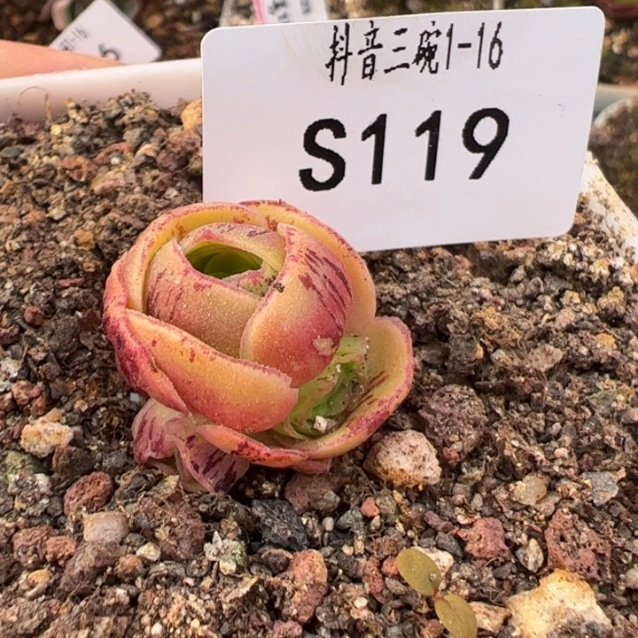 ｜****三碗119 不负侧芽福利