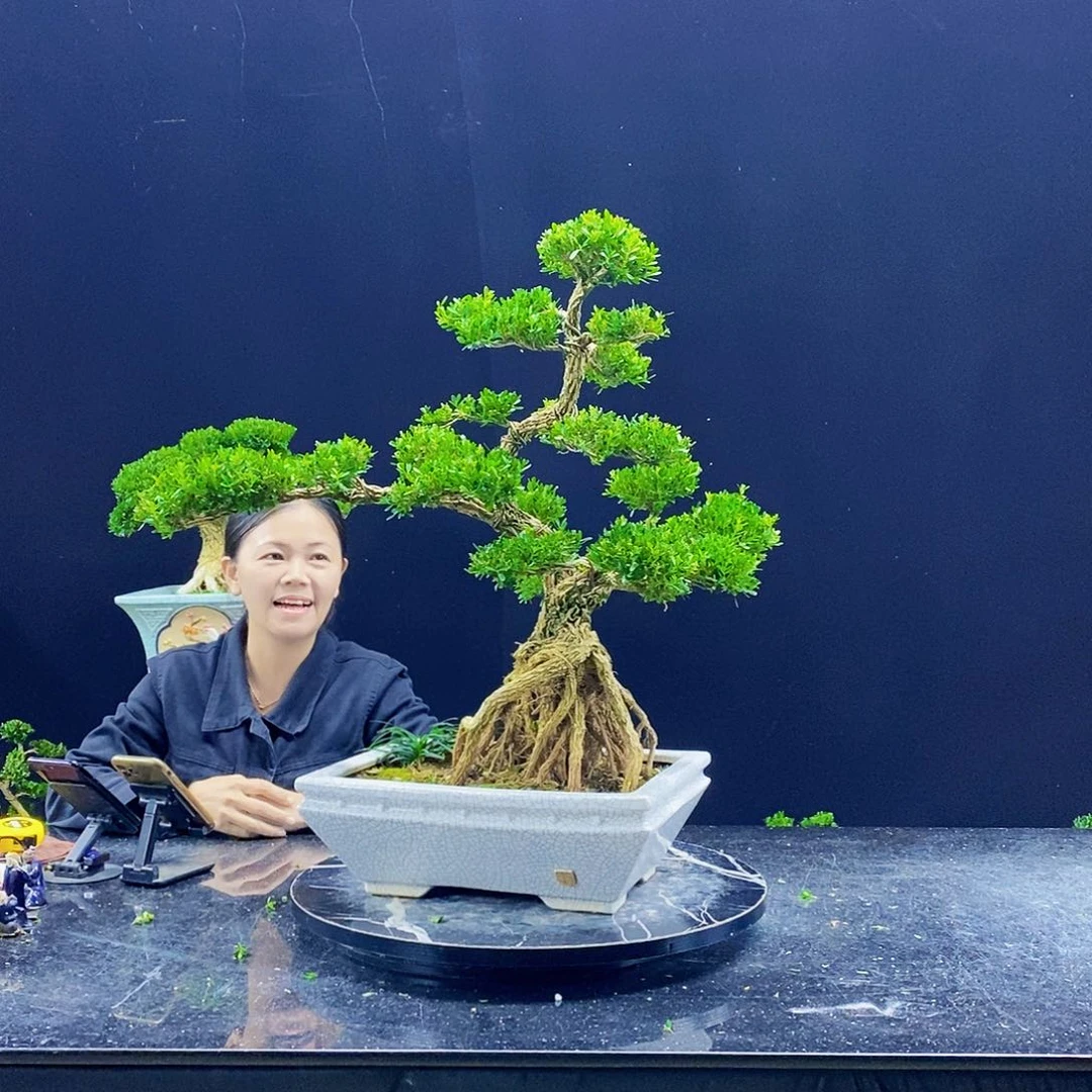 无花朵?****?黄杨盆景造型