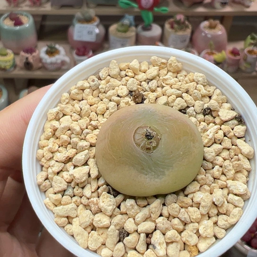 多肉植物117号贴地飞0泡