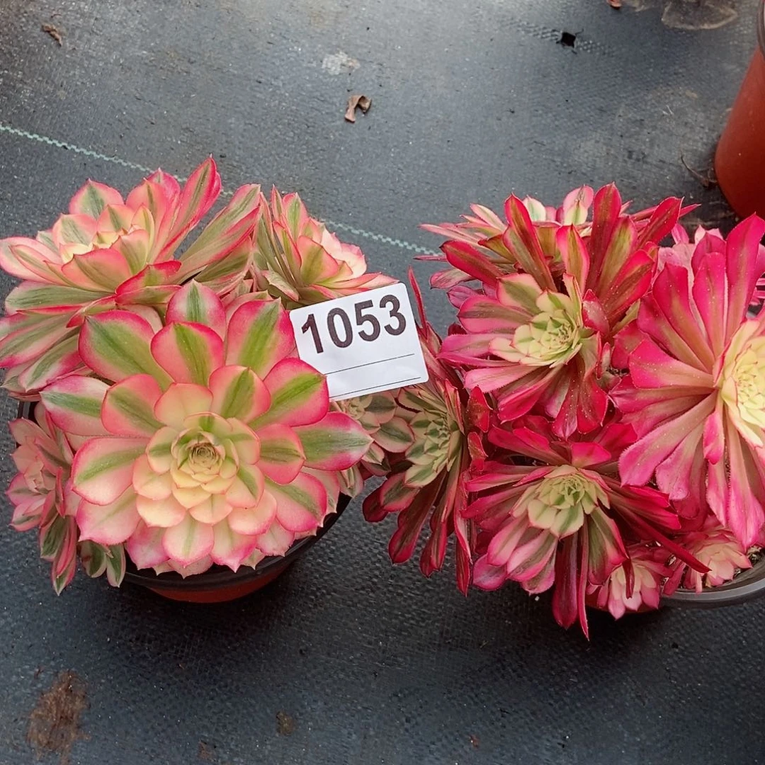 红陶1053倾城3冠服15.6红铜白妖