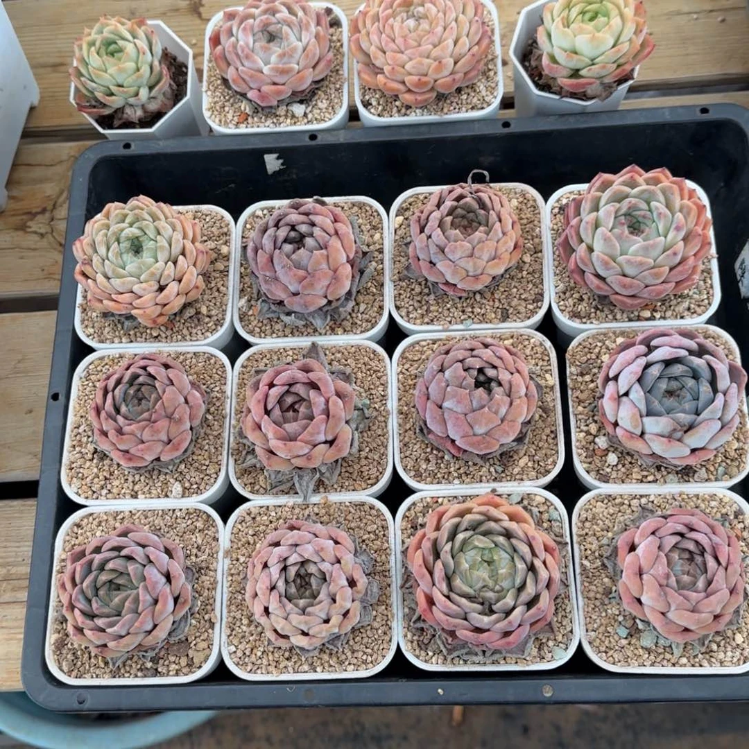 H***i兴兴园艺。冰魄