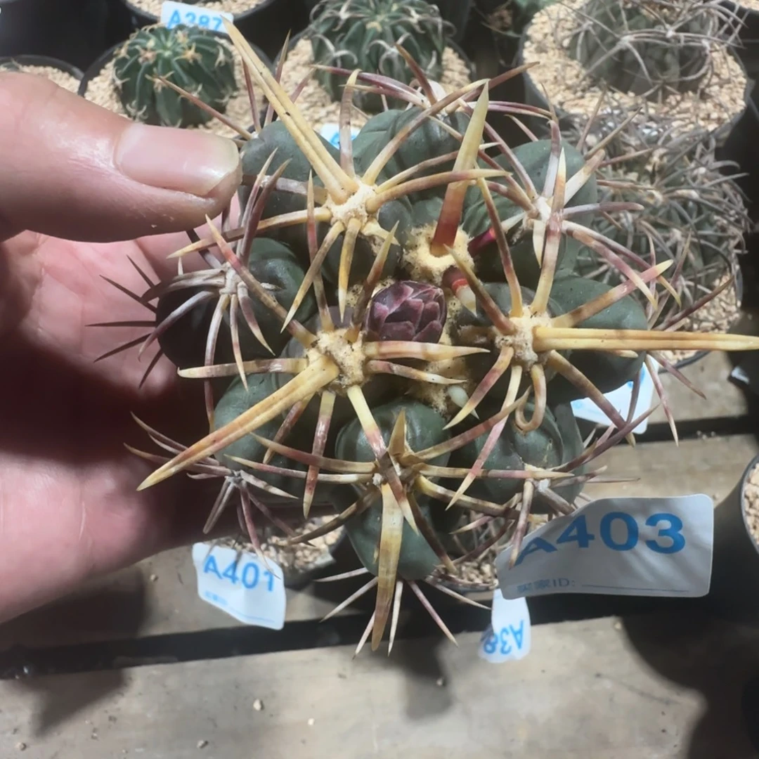 舍***谁大红鹰 自根仙人球403