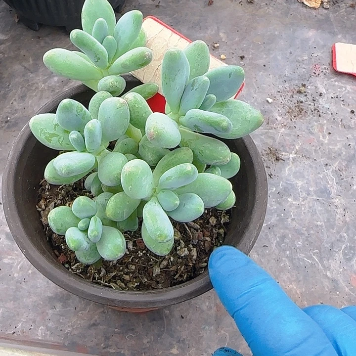 胖叶美人097多肉植物