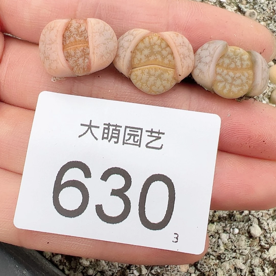 0000630量拍C309a拿铁3颗