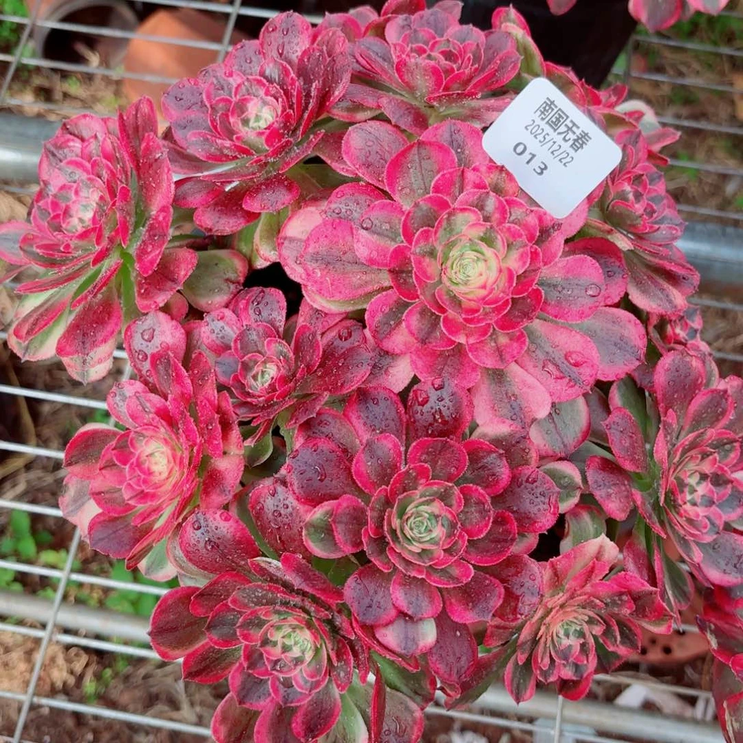 一物一拍多肉法师13