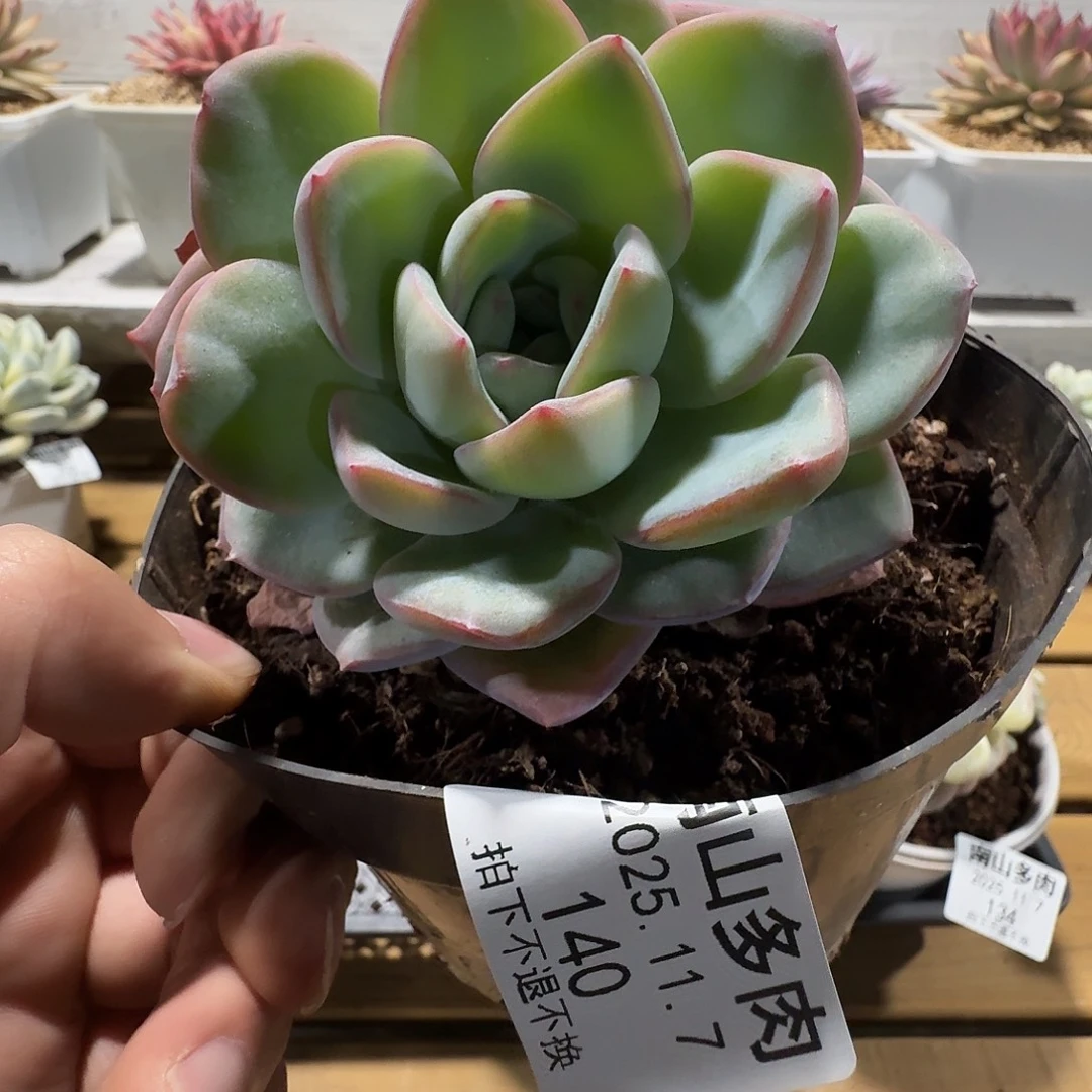 双头哈密瓜11111107-140