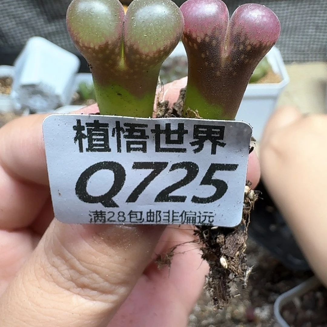 多肉植物的润泽法gv