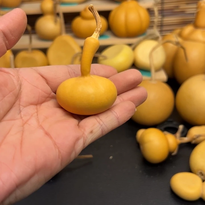 社***郑36666666666666999