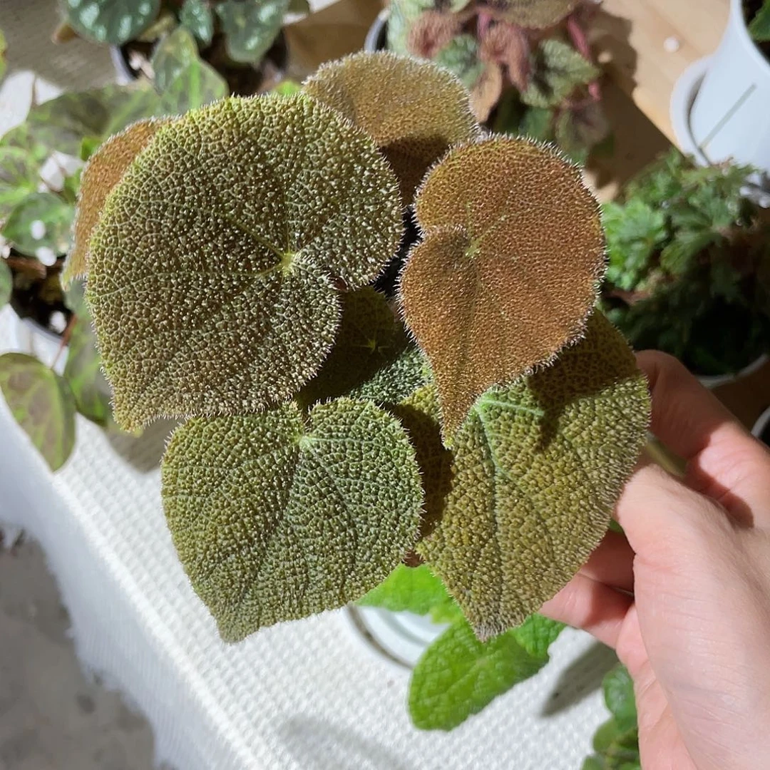 无花朵巧克力大和