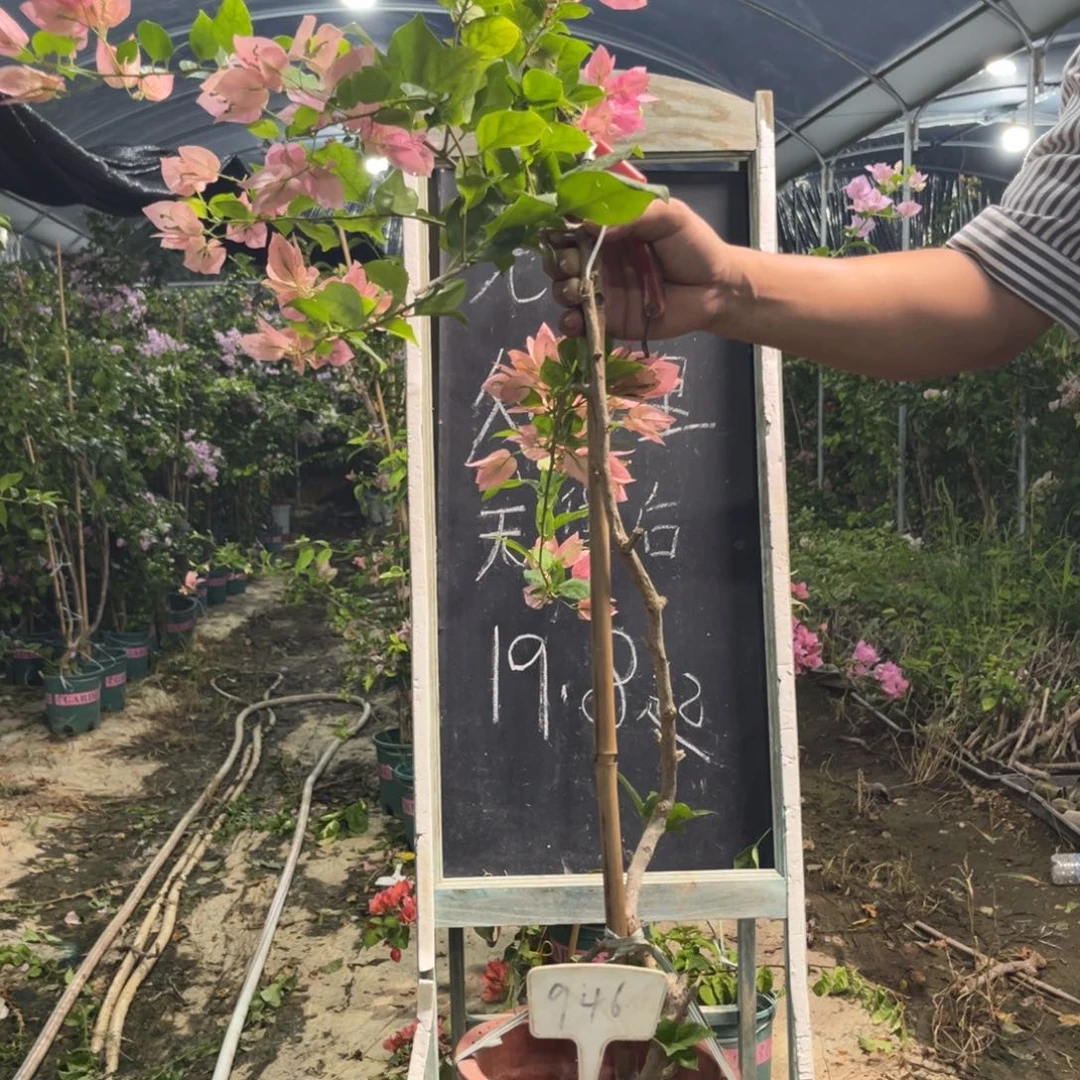 无花朵三角梅三角梅946