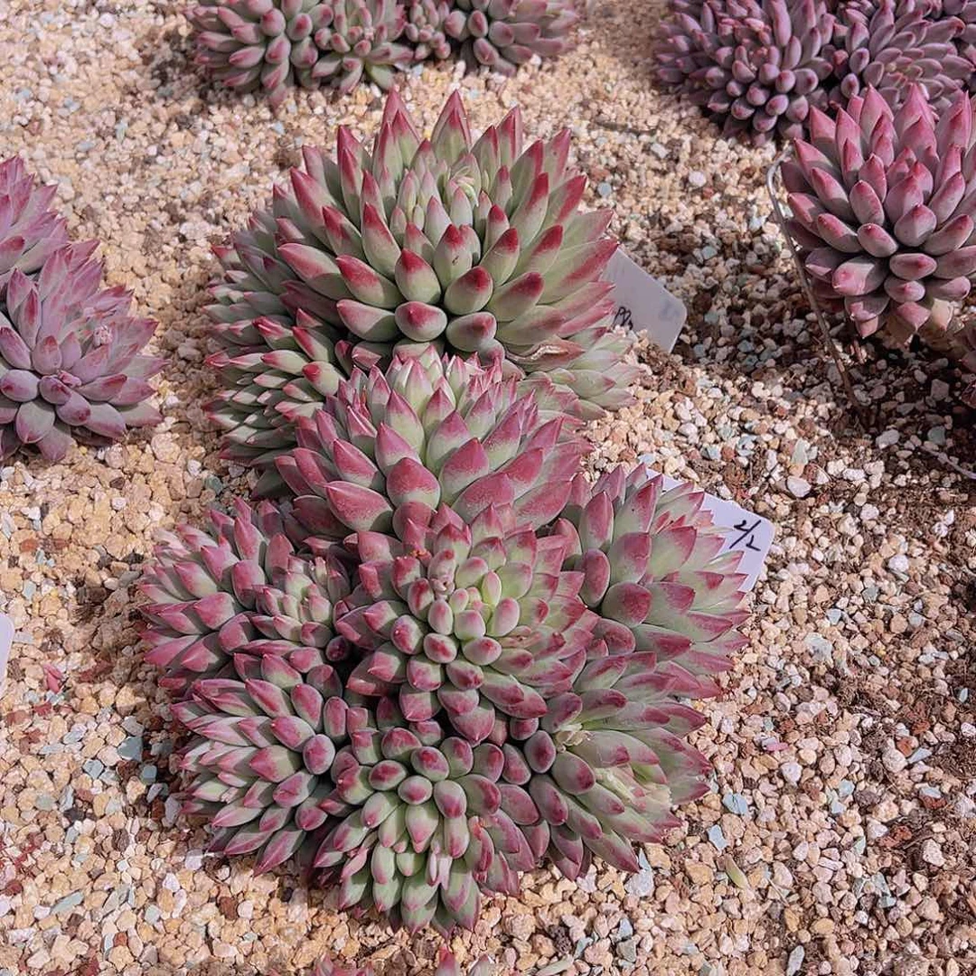 ?*然多肉绿体虞美人安然