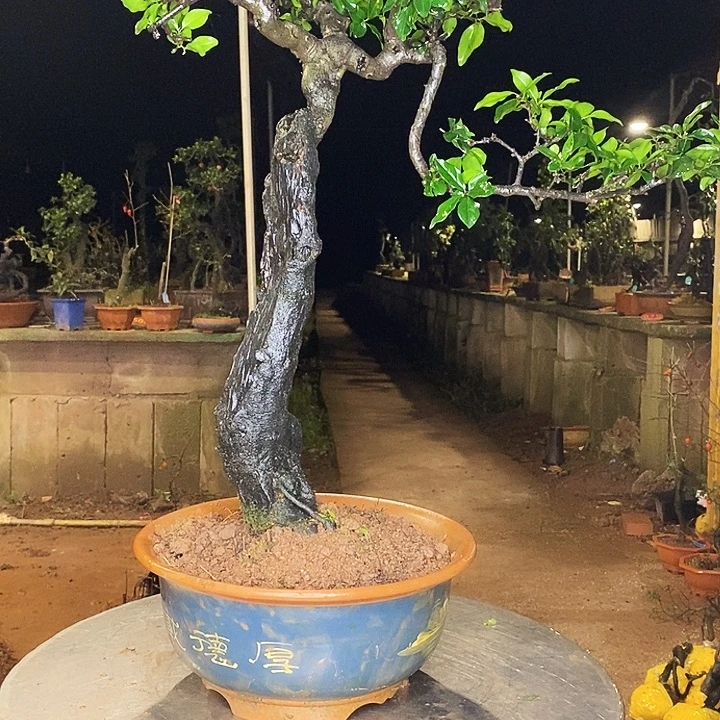 无花朵我的好媳妇好爱