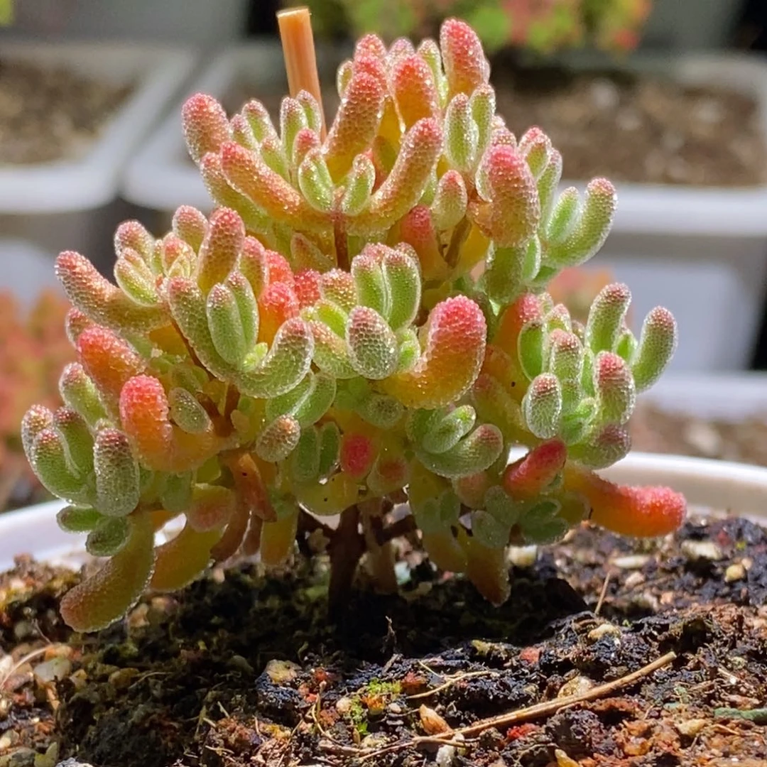 龙****?冰晶枝干番杏348