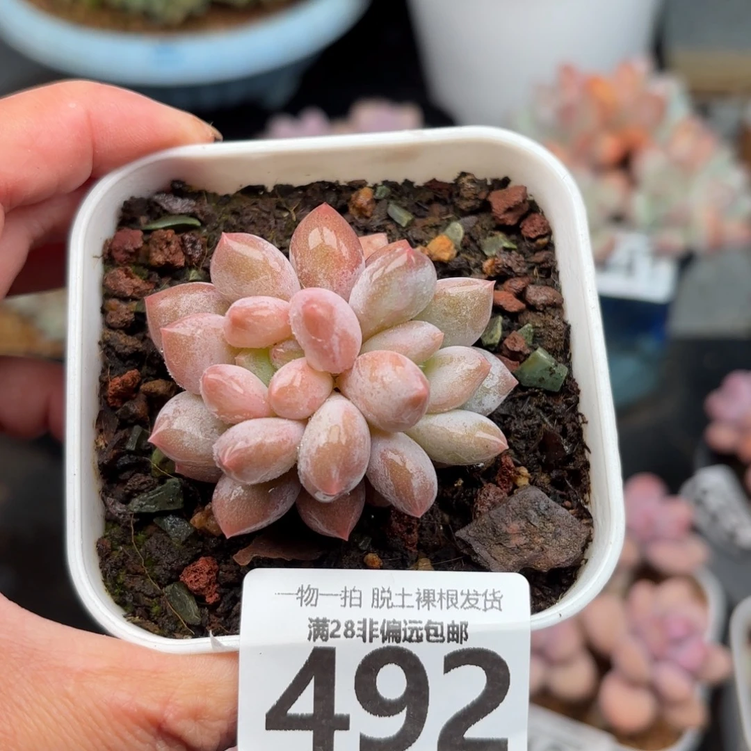 半夏双头无盆土发货