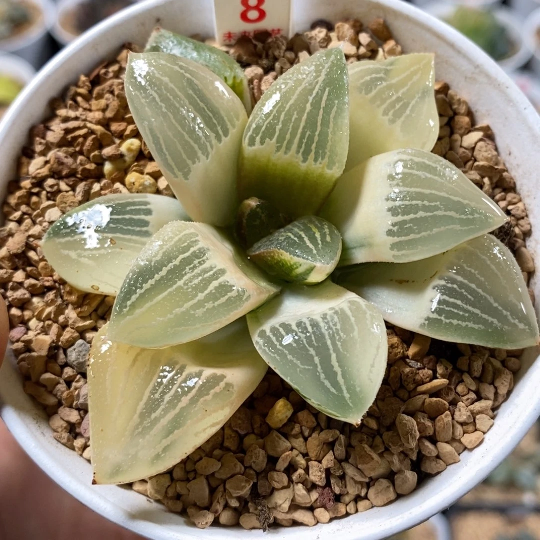 8湖斑红太阳玉露锦一物一图